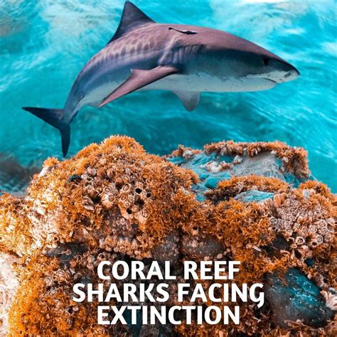 Most sharks living on coral reefs are facing extinction – Michael Broad