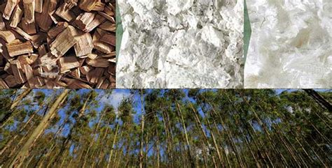 Image result for Eucalyplus Pulp