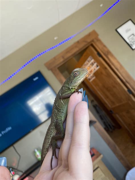 Chinese Water Dragon Reptiles For Sale | Eagle, CO #323999