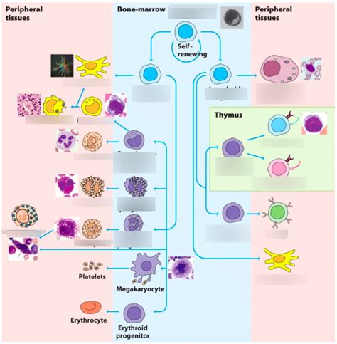 Image result for Lymphocyte Lineage