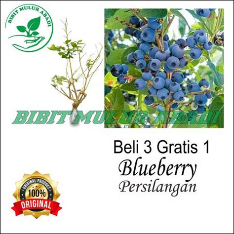 Jual Bibit pohon persilangan blueberry x janfruit - Kota Kediri - bibit ...
