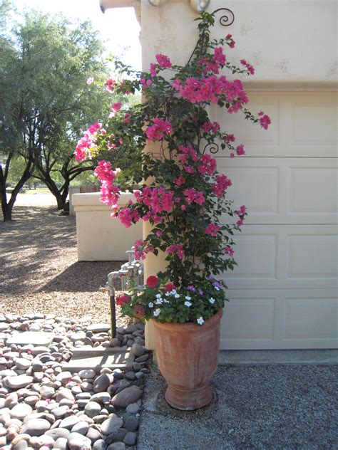Bougainvillea in pot.PG » The Potted Desert