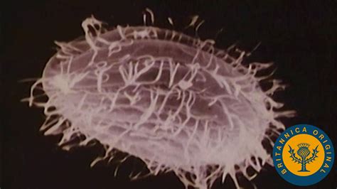 Membrane-bound cell considered the basic unit of life | Britannica