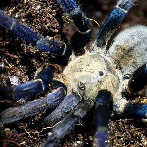 Female Cobalt Blue Tarantula