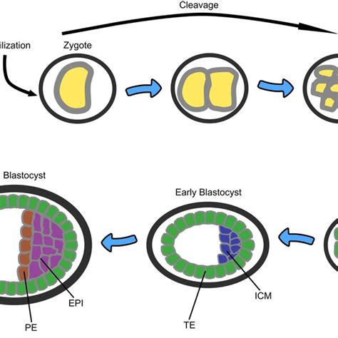 Image result for Types of Embryonic Development