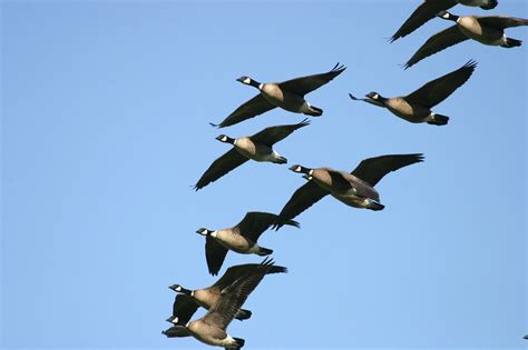 Aleutian Cackling Geese | FWS.gov