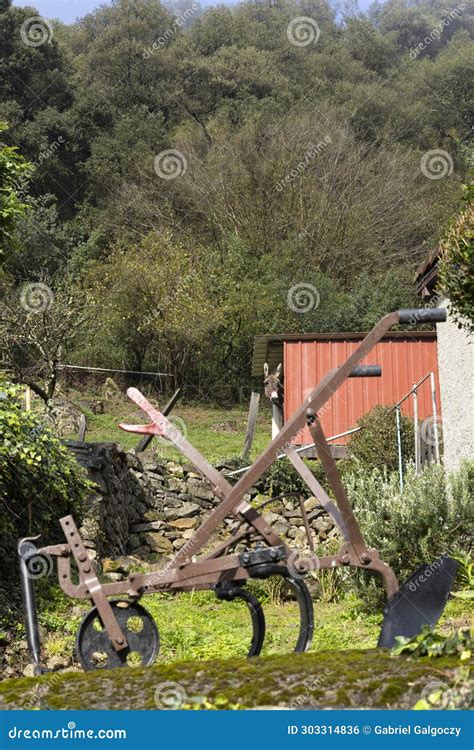 Curious Donkey in Shed Barn Looking in Spanish Countryside Stock Photo ...