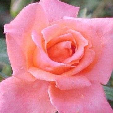 Buy the Beautiful Rose Lady Meilland Plant - Perfect for Your Garden o ...