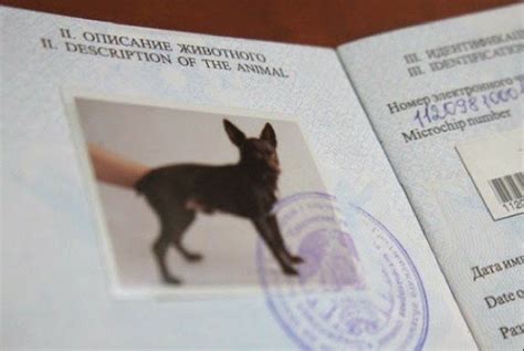Как сделать документы на собаку, какие документы должны быть у собаки ...