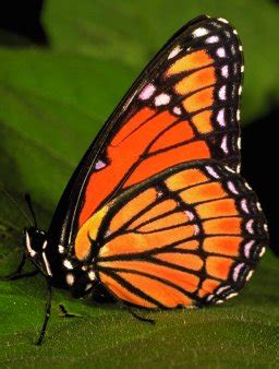 Kamuflaj ve taklit - agaclar.net