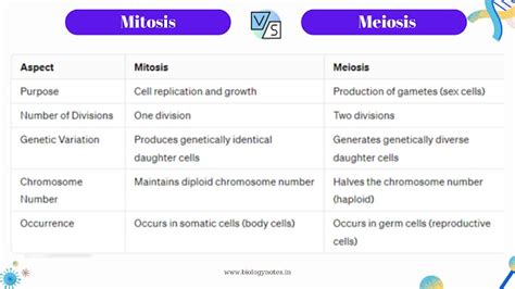 5 Key Differences between Mitosis and Meiosis Explained - Biology Notes