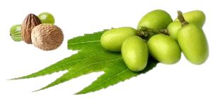 Ayurdent Mild Toothpaste: Gentle Ayurvedic Care for Teeth & Gums