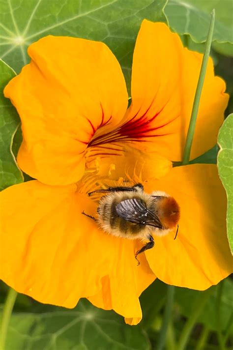 Eye on Nature: ‘I have found a beautiful queen ... bee in the ...