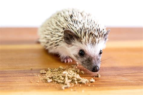 Hedgehogs As Pets