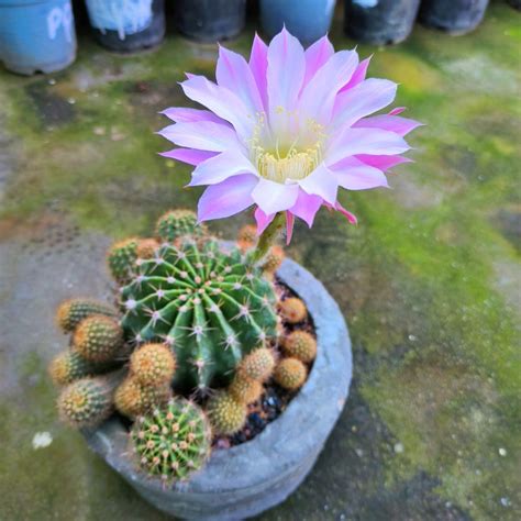Echinopsis Oxygona Cactus Live Plant