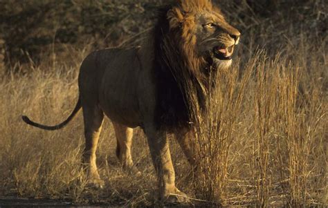 Image result for Lion Algorithm