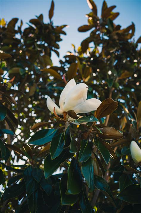 Image result for Magnolia Com