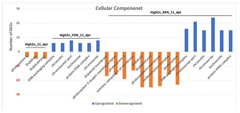 The Transcriptomic Profile of Watermelon Is Affected by Zinc in the ...