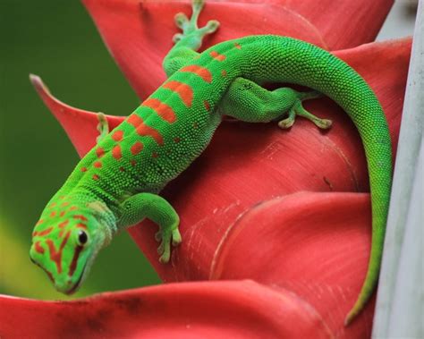Giant Day Gecko Diseases and Treatment Guide