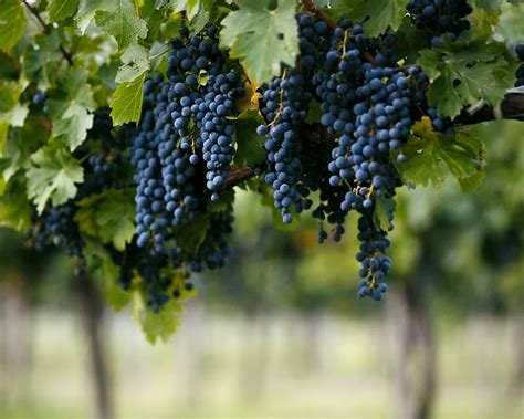 BODEGA DOS BUHOS (2026) All You Need to Know BEFORE You Go (with Photos ...