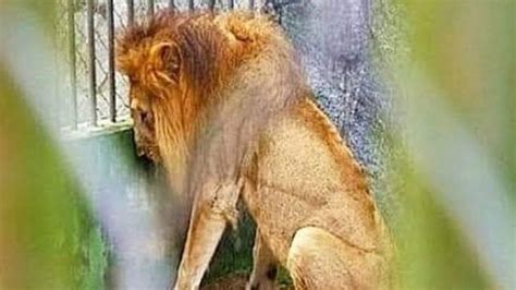 Petition · Ban on Zoo to ensure no Animal will suffer physical or ...