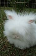 Image result for Cute Fluffy White Bunny