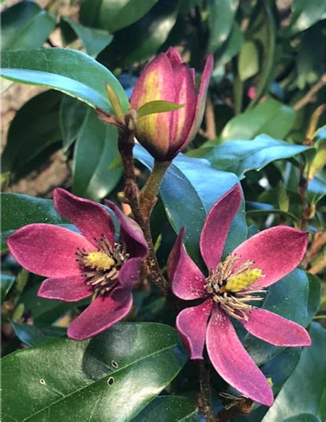 Stellar Ruby~magnolia Figo Hybrid Tree~starter Plan~ruby Colored Banana ...