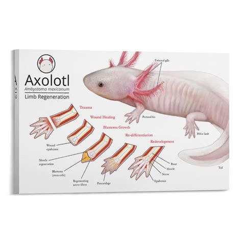 How To Transfer Axolotl at Alma Jones blog