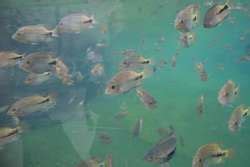 ZooLex Exhibit - Burgers’ Mangrove