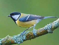Image result for Bird On Branch
