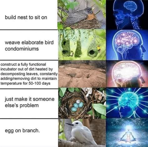 nest meme : r/antkeeping