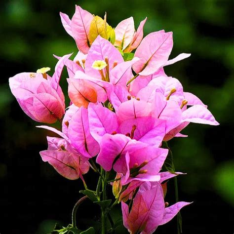 Bougainvillea Round Shape (Lavender) - Plant – Lalit Enterprise