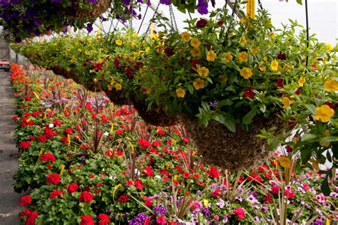 Plants and Flowers, Plant Nursery, Flower Nursery