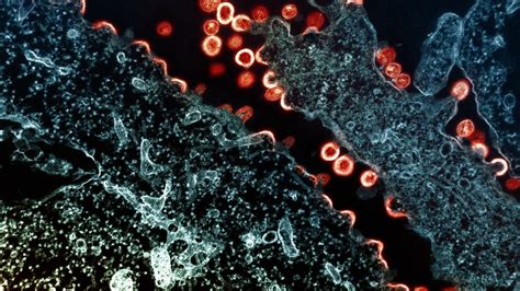 What are the deadliest viruses in history? | Popular Science