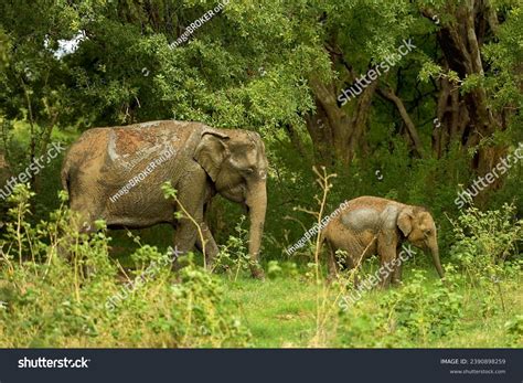 Sri Lankan Elephants Elephas Maximus Maximus Stock Photo 2390898259 ...