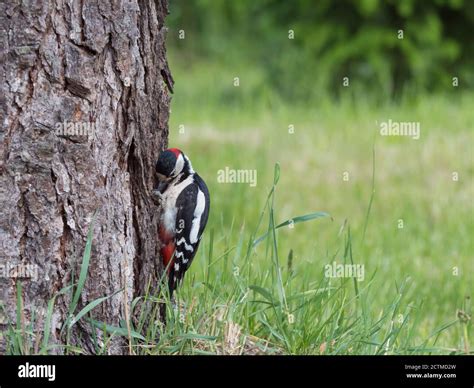 Woodpecker pecking house hi-res stock photography and images - Alamy