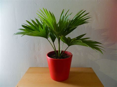 Travel Palm Plant