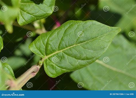 Marvel of Peru stock photo. Image of nature, mirabilis - 287961586