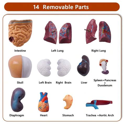Newest Human Body Model, 15 Pcs Removable 11 Inch 3D Human Torso ...