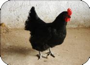 Animal Genetic Resources Portal