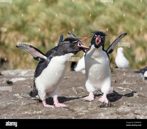 Rockhopper Penguin (Eudyptes chrysocome), subspecies western rockhopper ...
