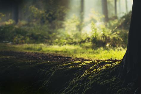 Image result for Light Color Photography