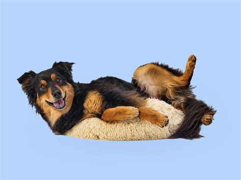 Image result for Behavior Panel Website