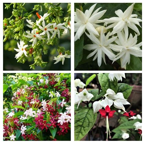 Buy Plant Combo Packs Online in India | myBageecha