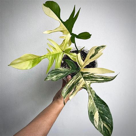 Florida Variegated Plants Philodendron Radiatum Variegated X Florida