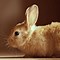 Image result for Cute Bunny Looking at You