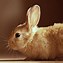 Image result for Cute Bunny Print Out