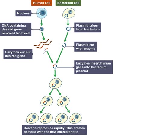 Genetic Engineering Basic Steps 的图像结果