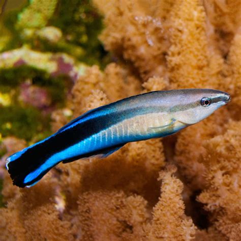 27 most popular saltwater fish species – Artofit