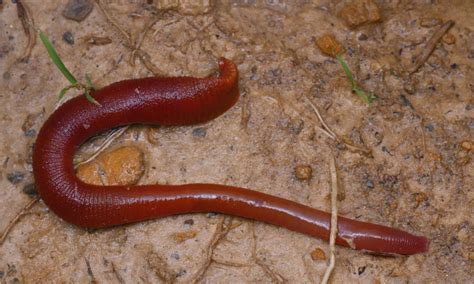 Kinabalu Giant Red Leech Animal Facts - Mimobdella buettikoferi - A-Z ...